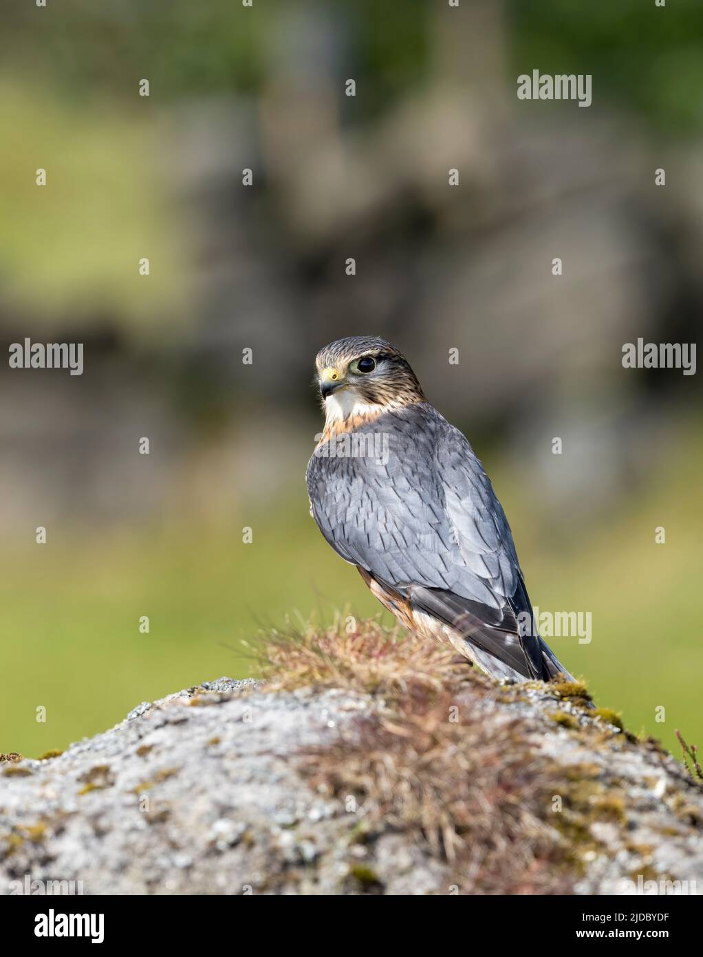 A watchful, Merlin, (Falco columbarius), one of the UKs smaller birds of prey, stands on rock amongst heather covered moorland Stock Photo