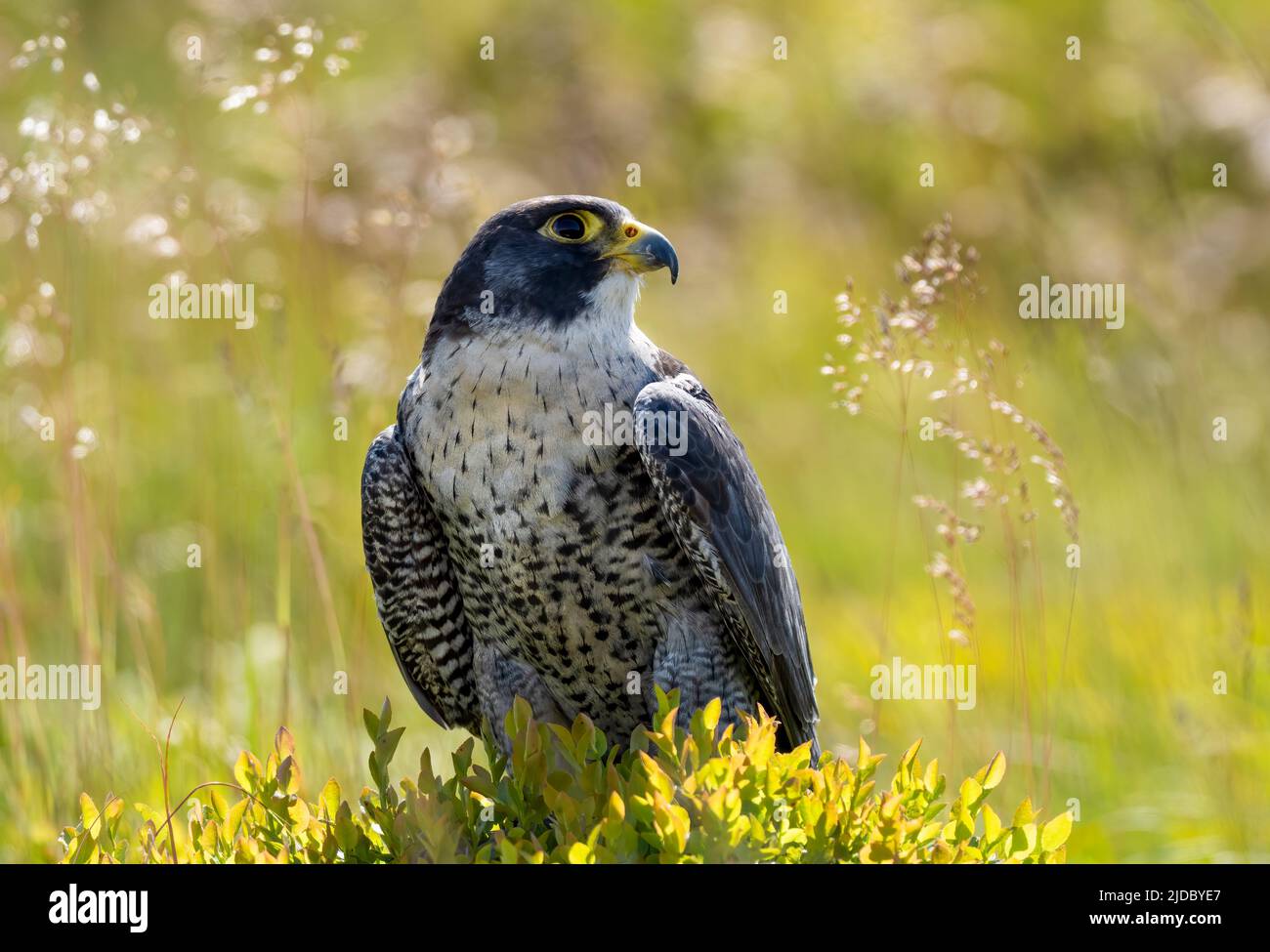 A Peregrine Falcon, (Falco peregrinus), perches on a rock amongst