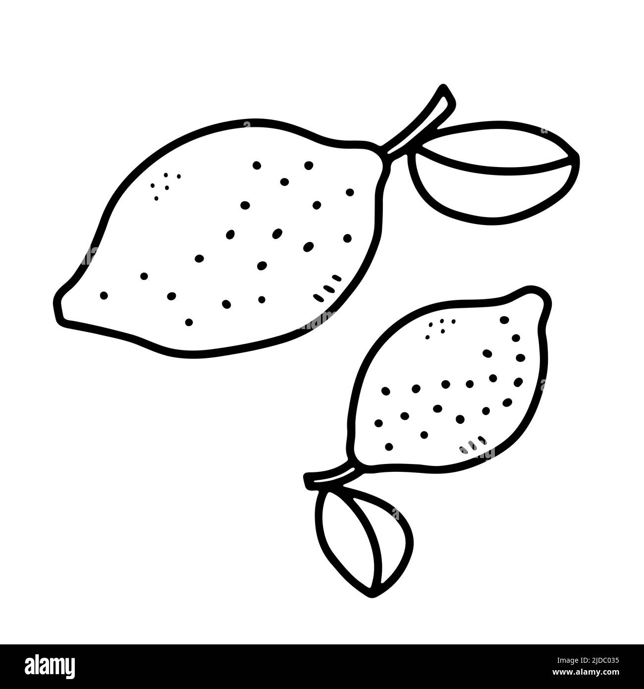 Doodle outline lemon. Hand-drawn citrus isolated on white background ...