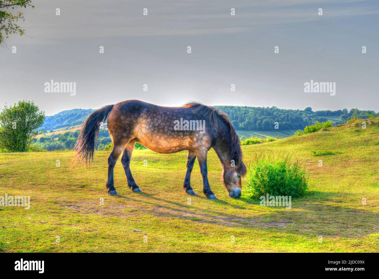 Exmoor pony grazing The Quantock Hills HDR in Uk countryside Stock Photo