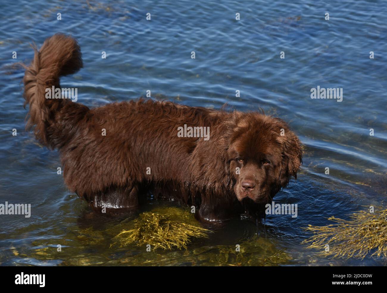 Big brown Newfoundland dog wading in ocean with seaweed Stock Photo Alamy