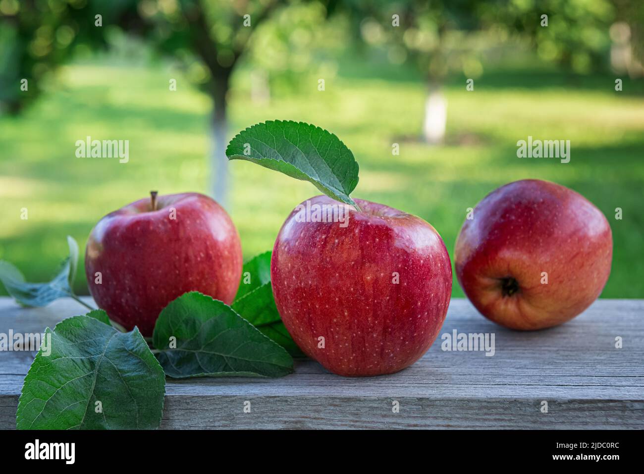 Close-up of red apples and green apple tree leaves on wooden surface. Three freshly harvested organic fruits with unfocused summer orchard garden at b Stock Photo