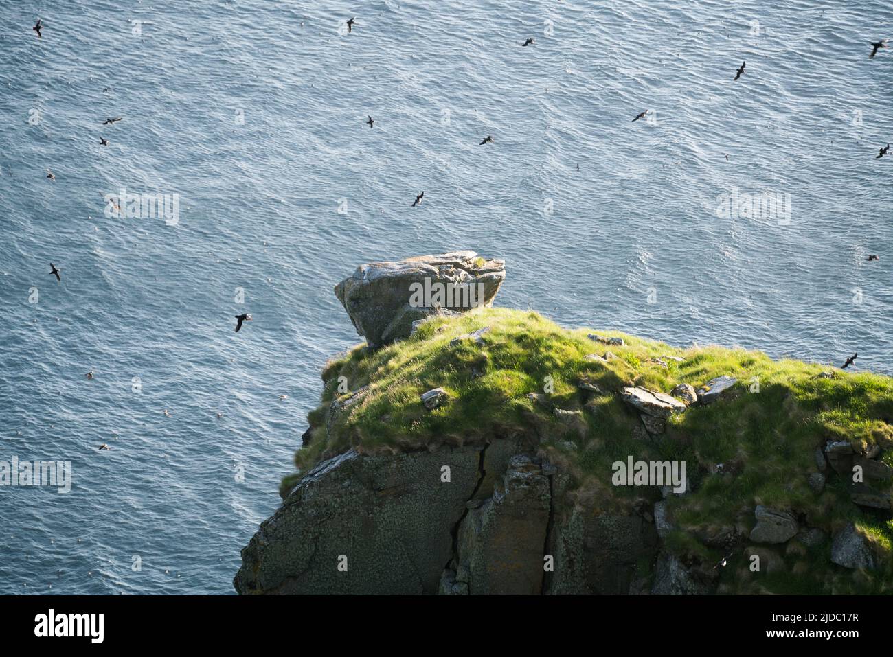 Puffin, lsland Runde, Norway, Europe Stock Photo - Alamy