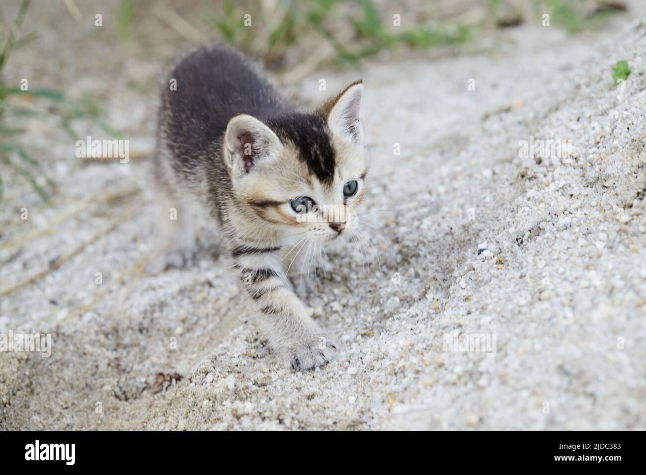 Tabby cat kitten walking in the garden Stock Photo - Alamy