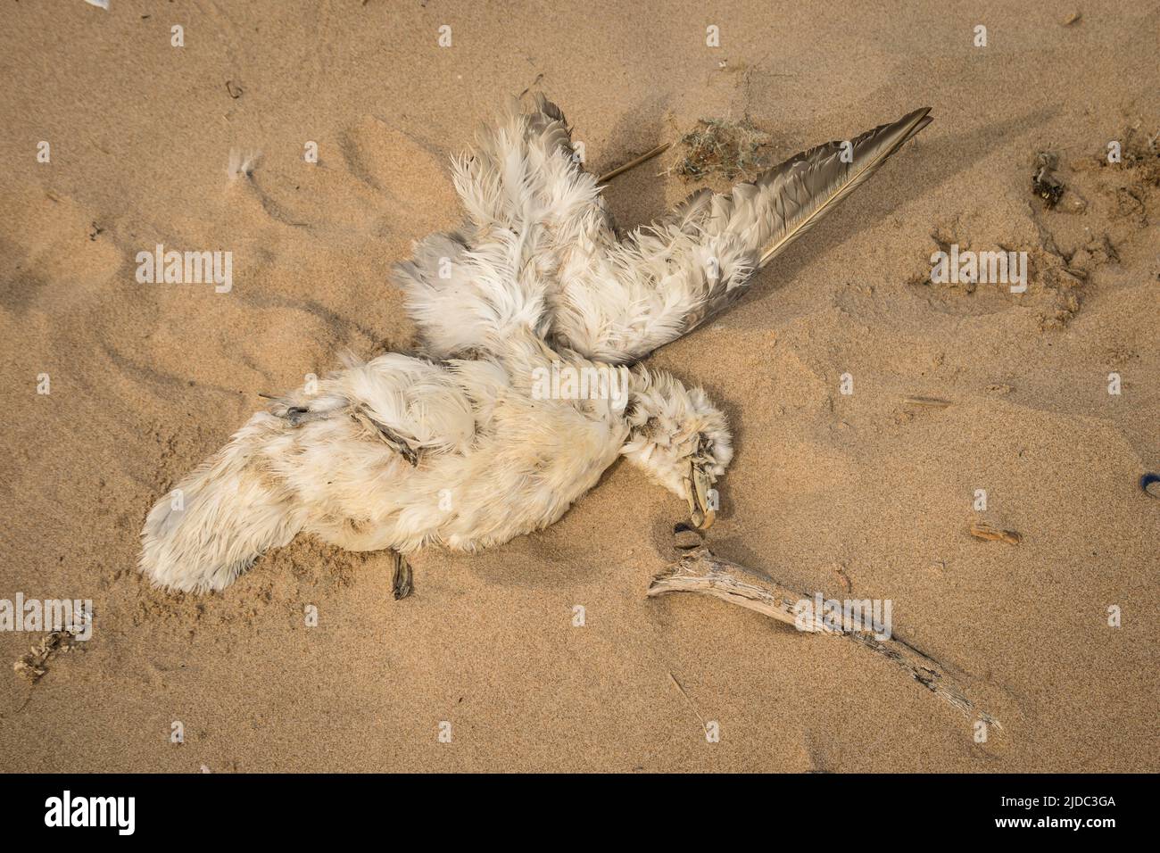 A dead fulmar washed up on a sandy beach Stock Photo