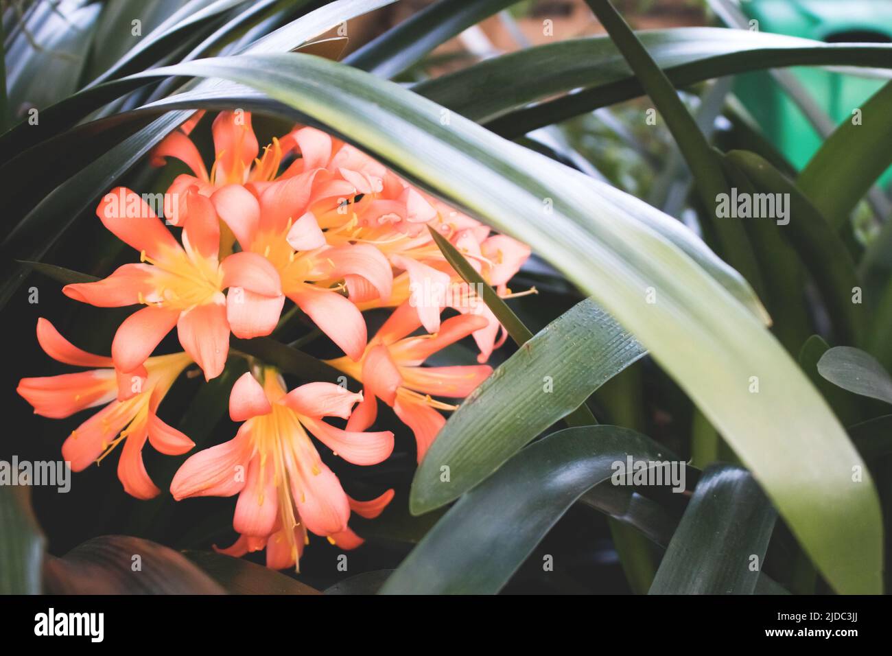 Blooming flower of clivia miniata. Summer tropical composition. Stock Photo