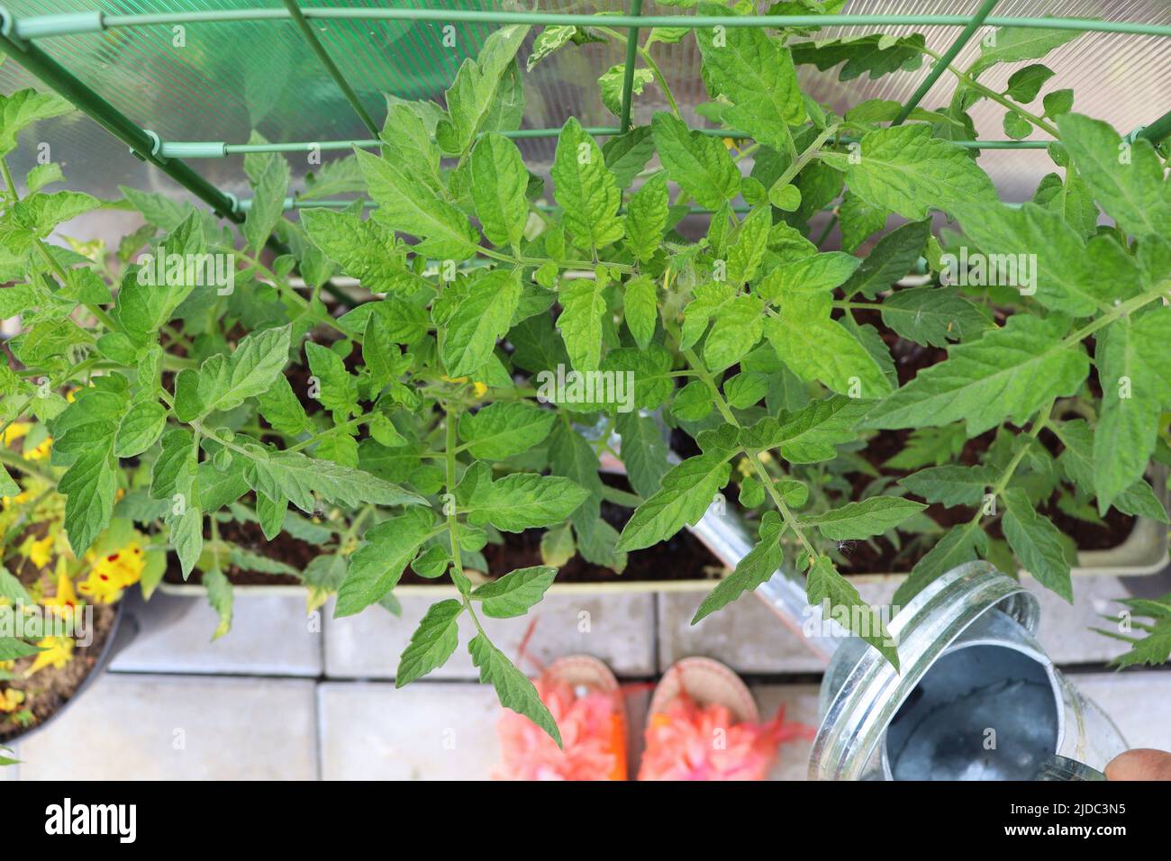 Tomatoes growing in container. Women gardener watering plants. Container vegetables gardening. Vegetable garden on a terrace. Top view Stock Photo
