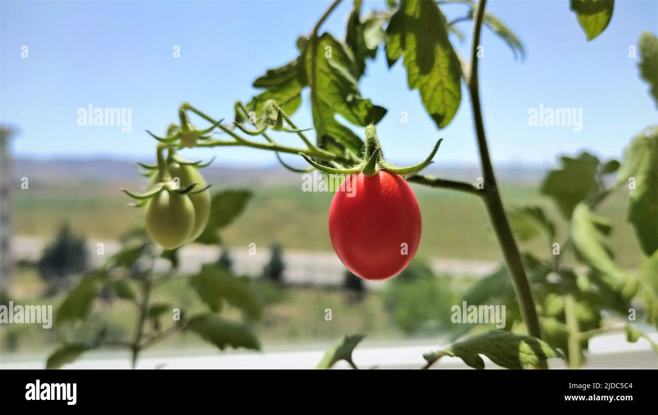 Small red tomato fruit hanging on a branch Stock Photo