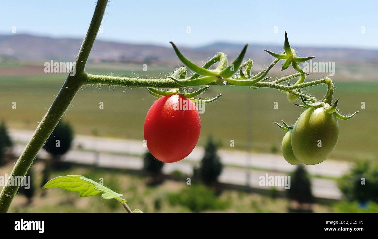Small red tomato fruit hanging on a branch Stock Photo - Alamy