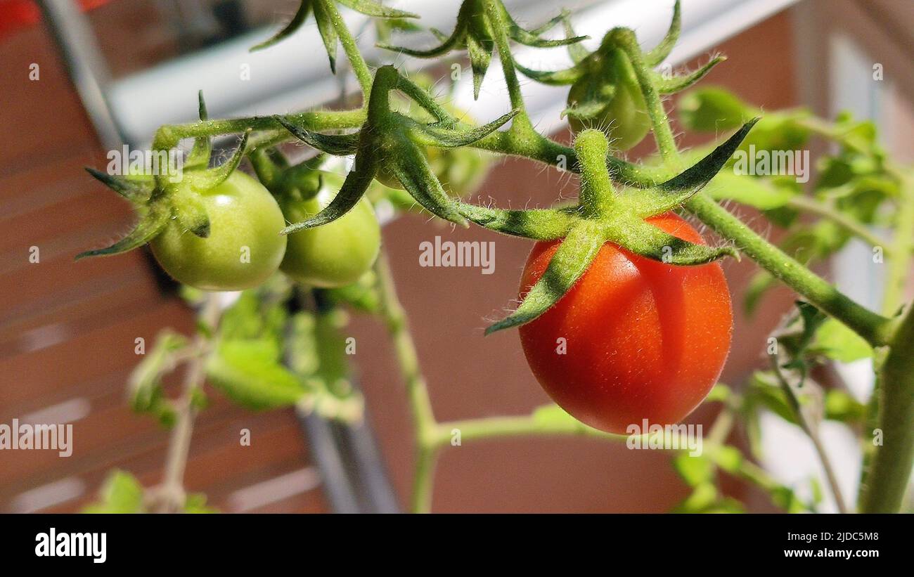 Small red fruit hanging on branch hi-res stock photography and images ...