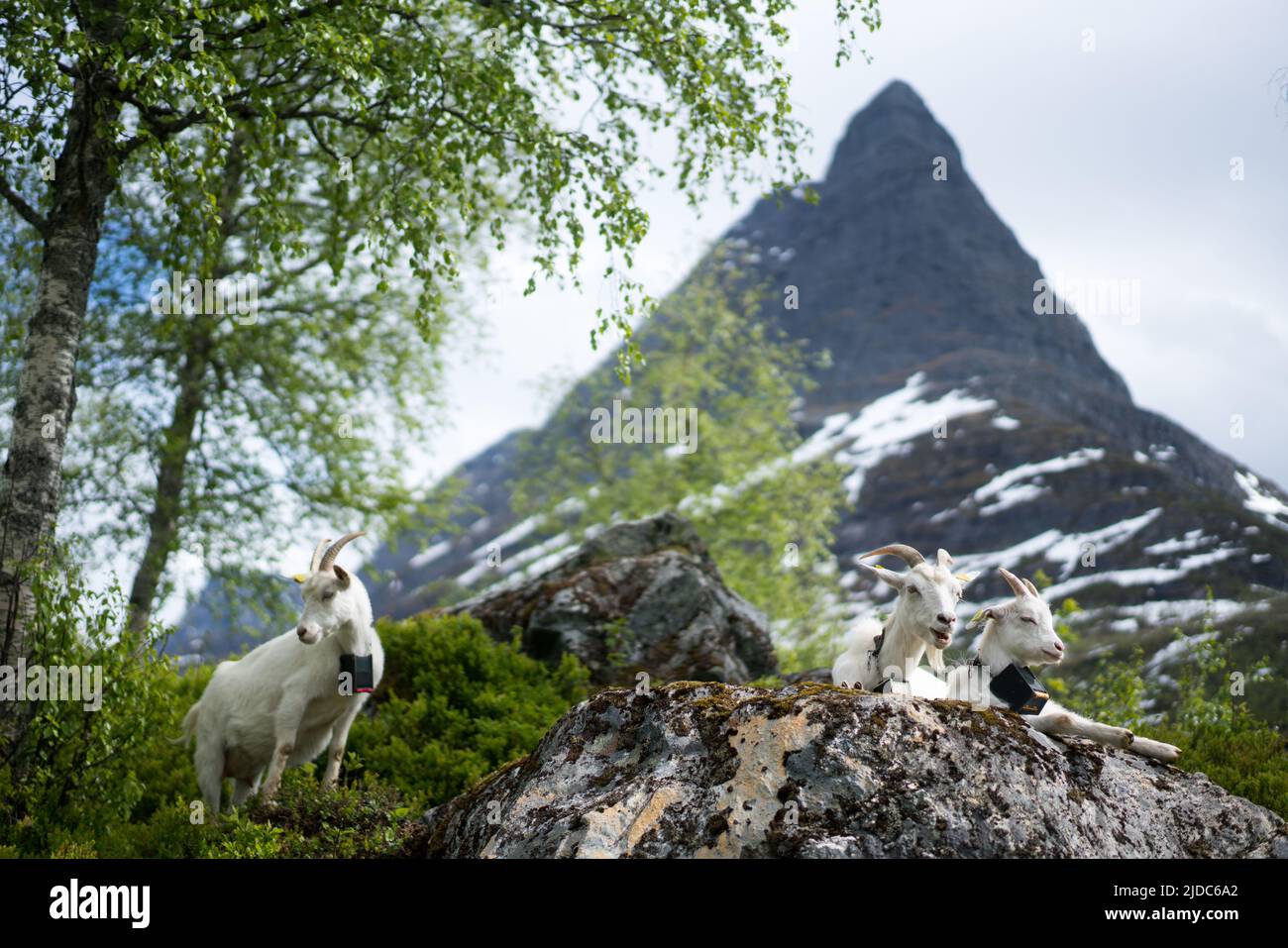 Innerdalen valley, Norway, Europe Stock Photo