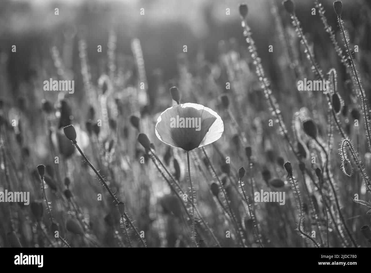 Black and white photo of wild poppy field. Remembrance day concept. Stock Photo