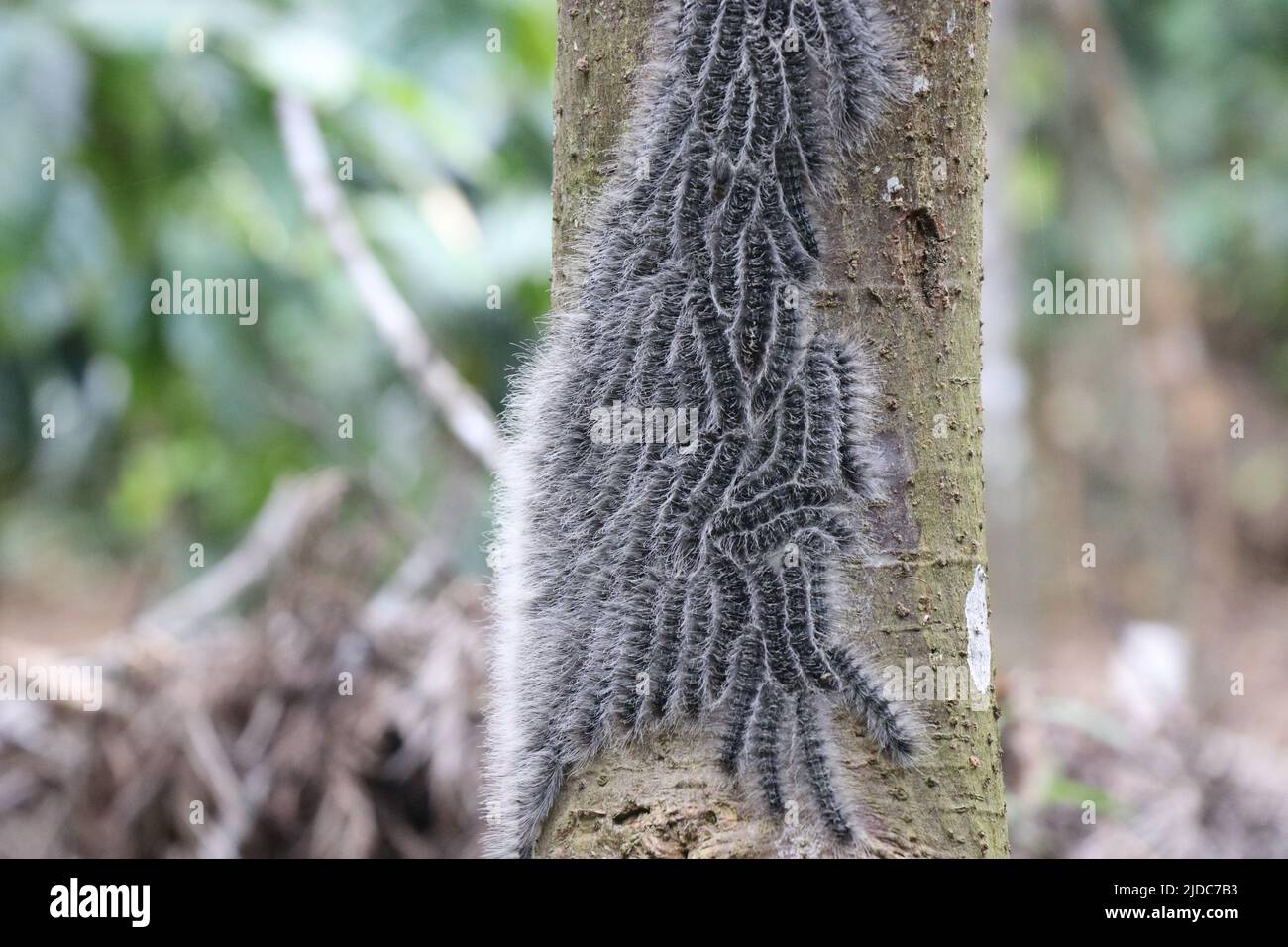 Group of caterpillars on the bark of a tree Stock Photo