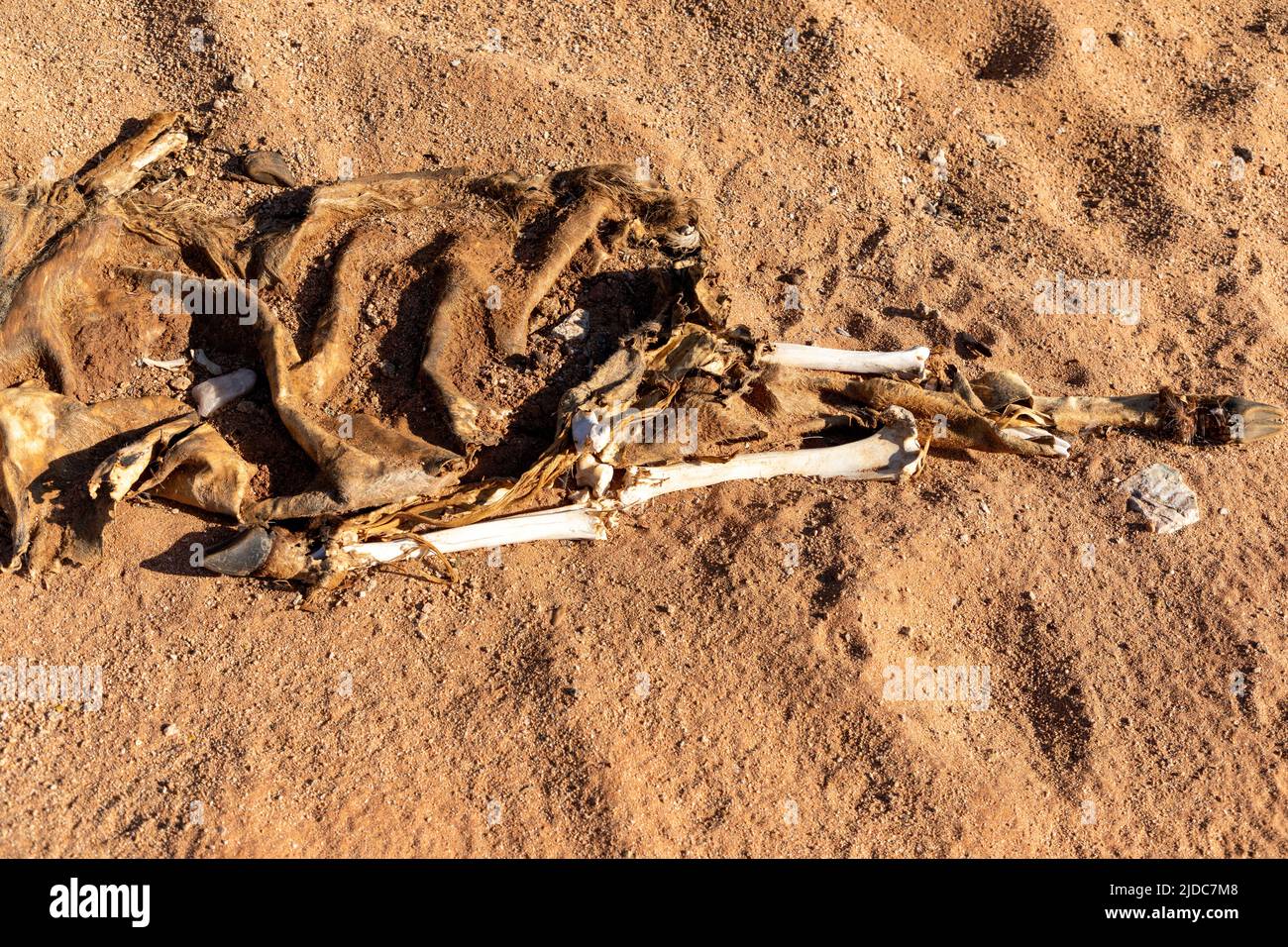 Animal bones and skin in the sand in a dry desert. Stock Photo