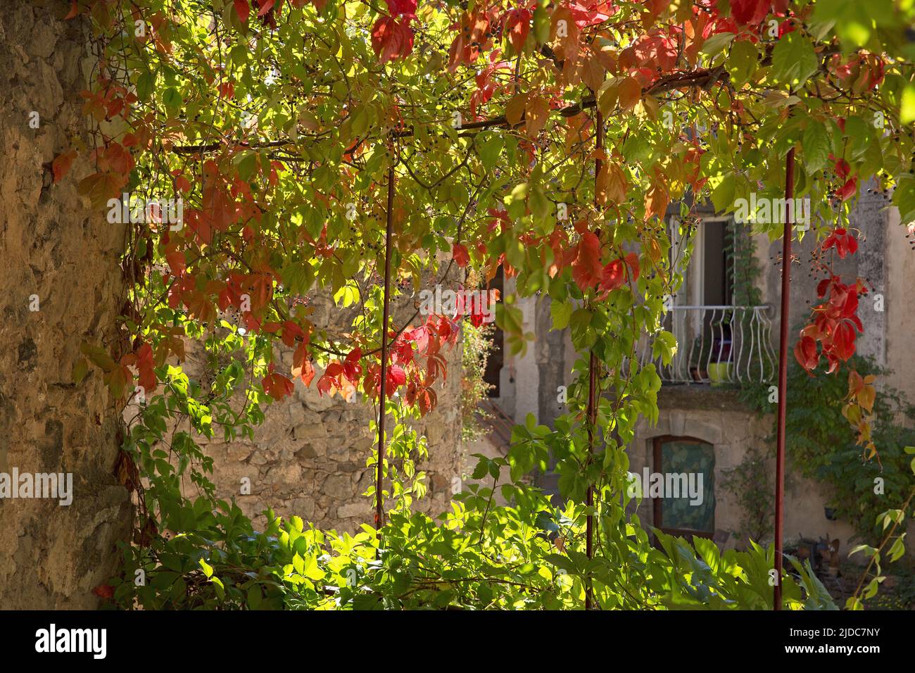 France, Hérault Arbour covered with Virginia creeper in autumn Stock Photo