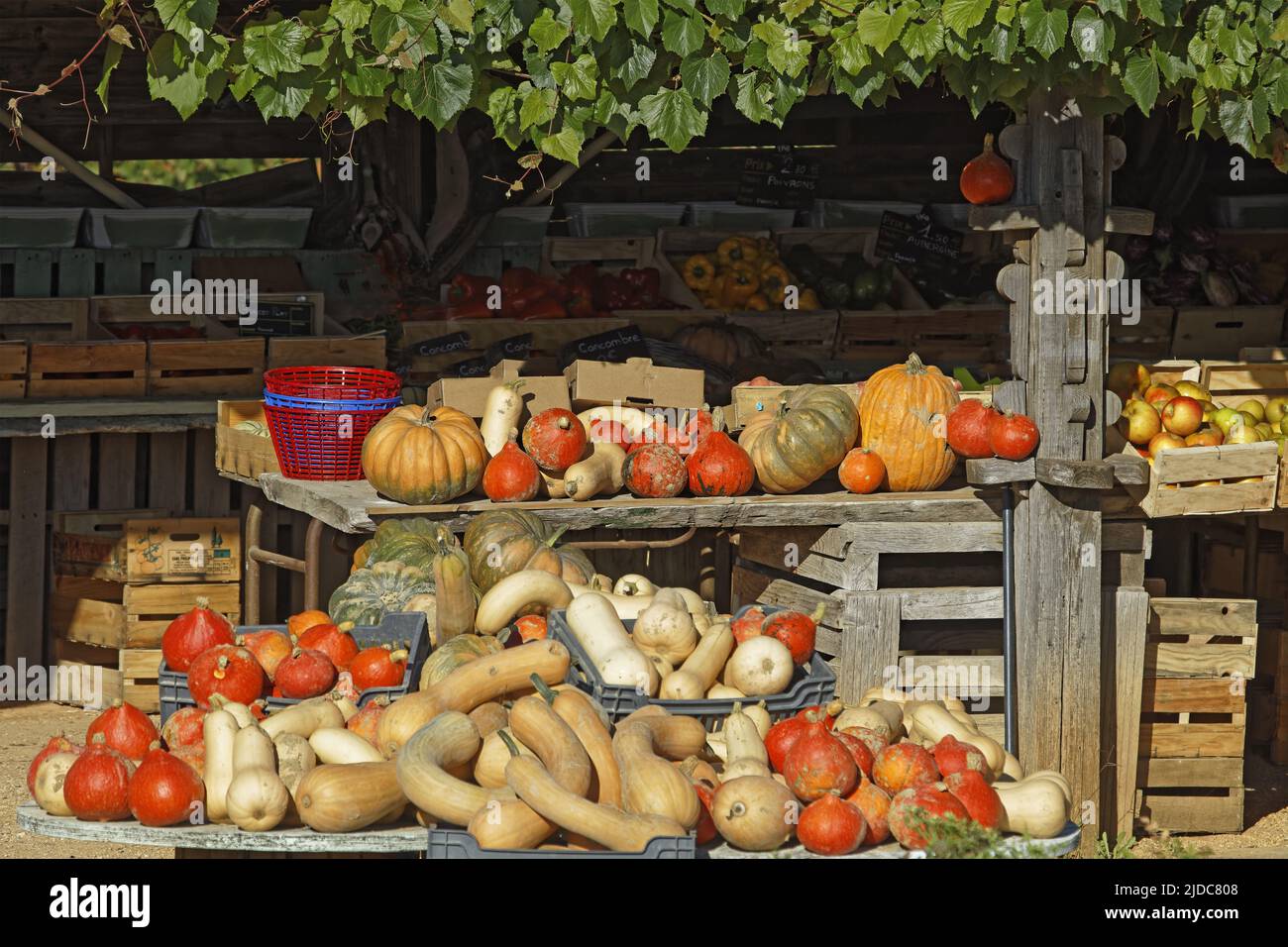 France; Gard, exhibition of cucurbits, pumpkins, market of early vegetables and plant Stock Photo