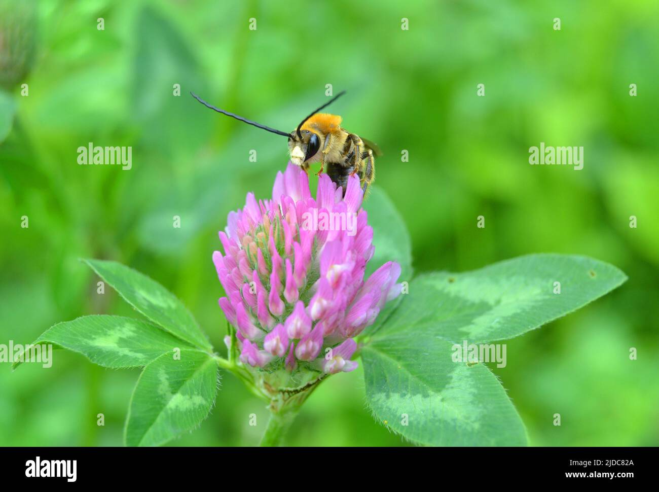 Eucera longicornis is a species of bee in the family Apidae, subfamily Apinae, and tribe Eucerini, the long-horned bees. Stock Photo
