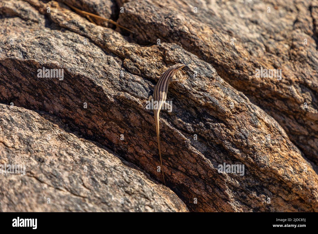 a Western Rock Skink camouflaged on a granite rock.  They are native to the western parts of Southern Africa. Scientific name is Mabuya sulcata Stock Photo