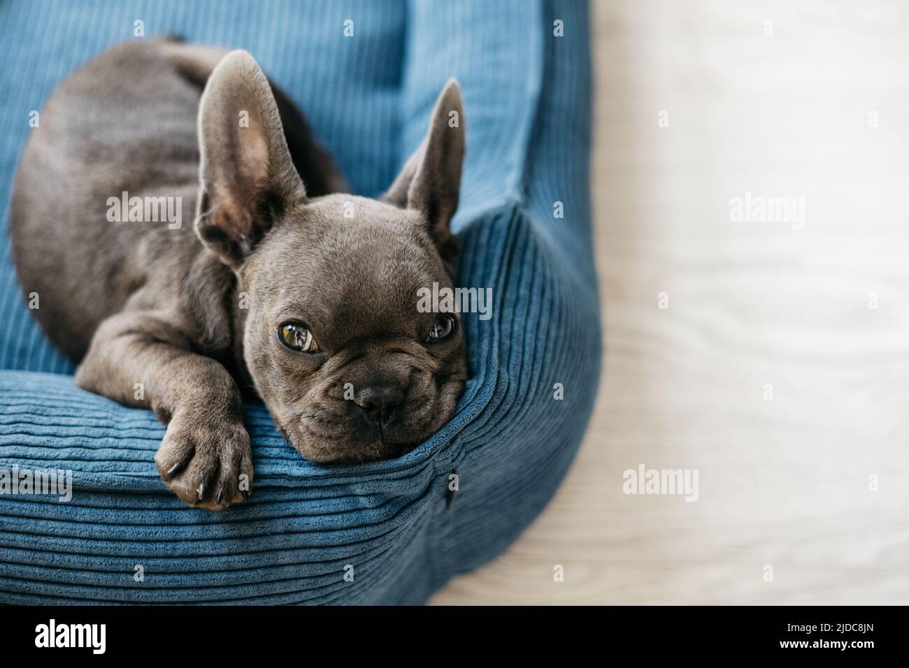 Beautiful french bulldog puppy lies in a blue couch Stock Photo Alamy