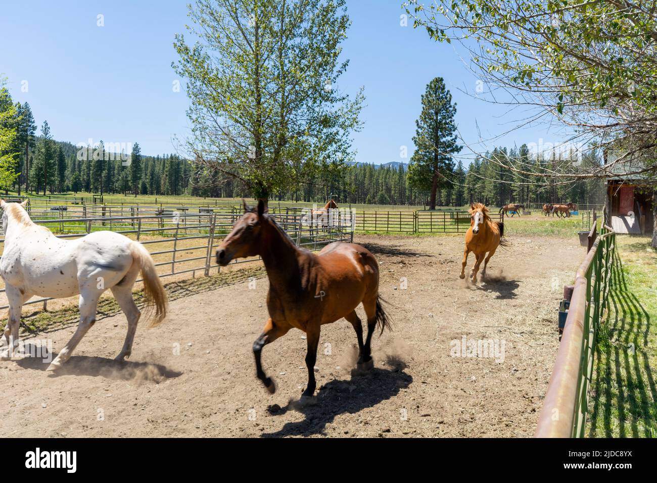 California horse stud and breeding farm Stock Photo Alamy