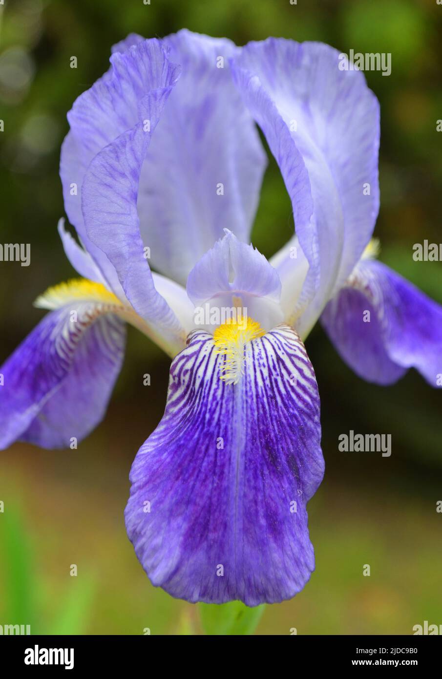 Golden netted iris flower Latin name Iris reticulata Stock Photo