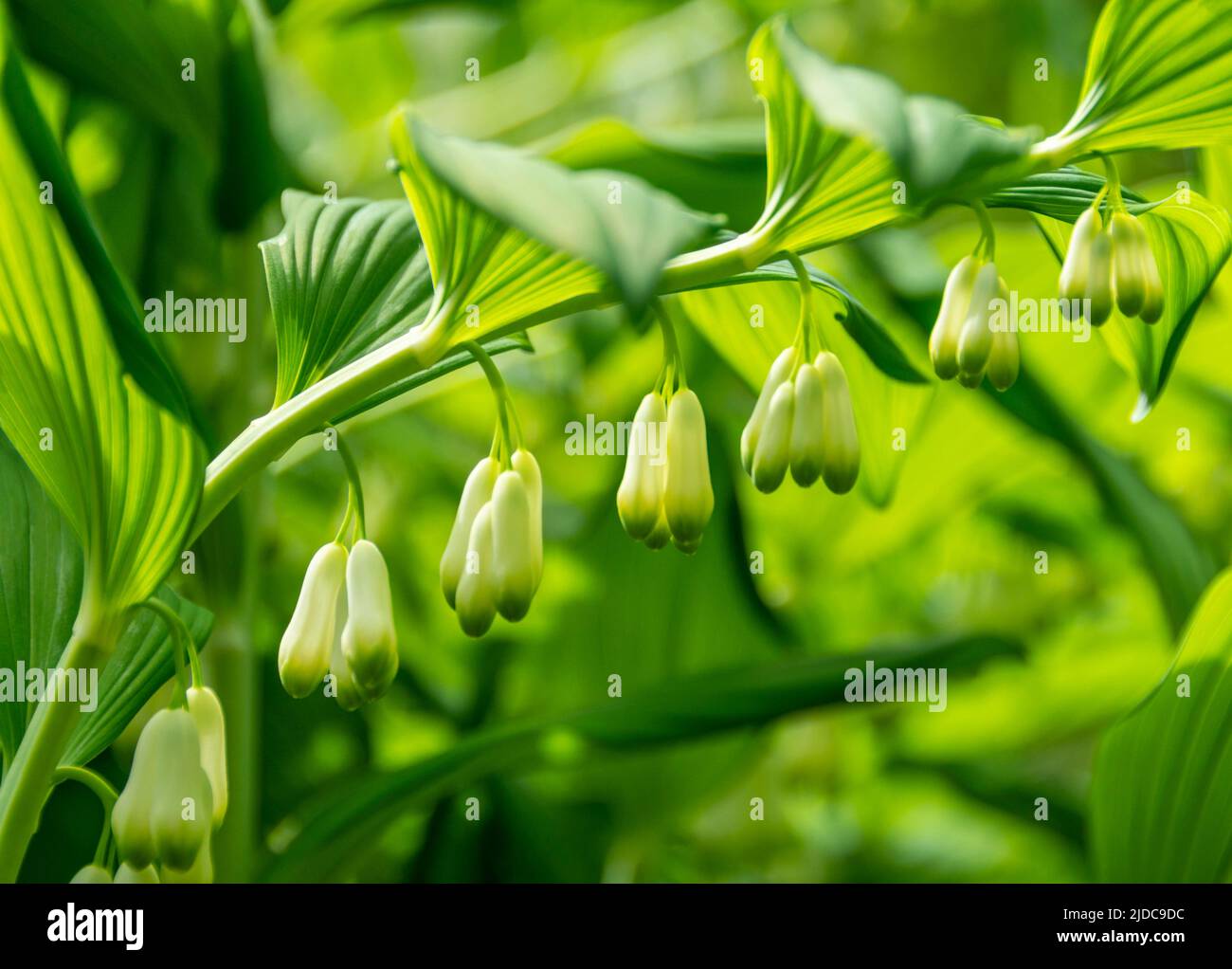 Solomon's Seal flowering plant, a perennial with graceful arching stems Stock Photo