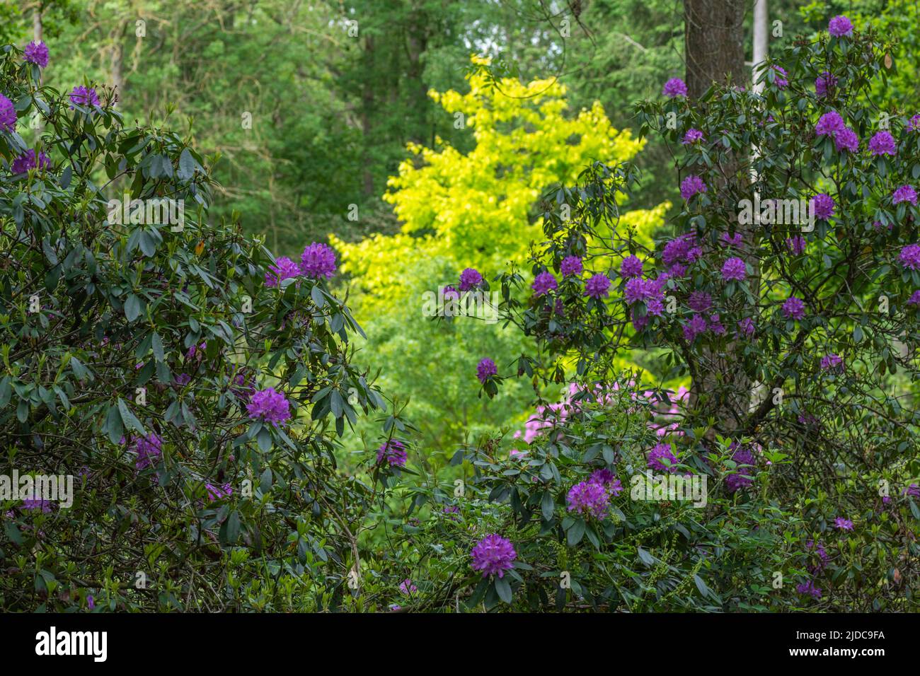 Cerise Rhododrendons in a woodland setting in the late spring with lime green leaves of a distant tree in the background Stock Photo