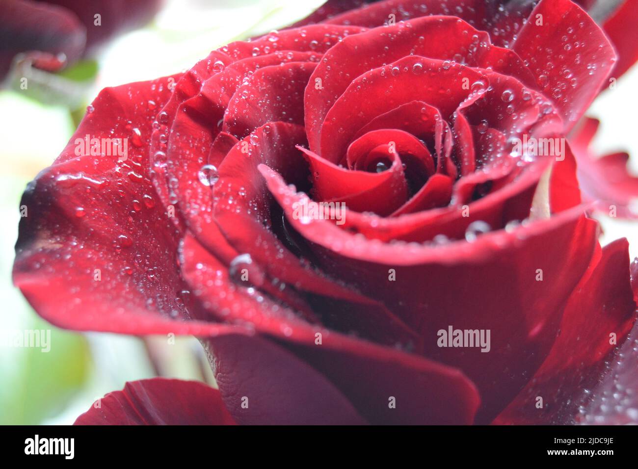Macro image of dark red rose with water droplets. Extreme close-up with ...