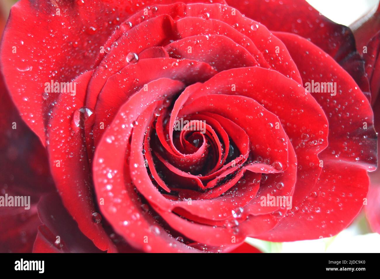 Macro image of dark red rose with water droplets. Extreme close-up with ...