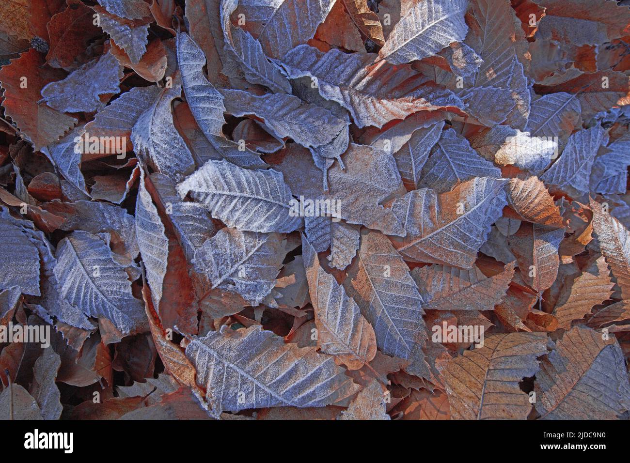 France, Lozère dead leaves of chestnut trees fallen to the ground, frost Stock Photo
