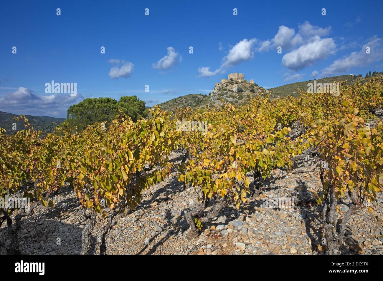 France, Aude Tuchan, the castle of Aguilar from the vineyard Stock Photo