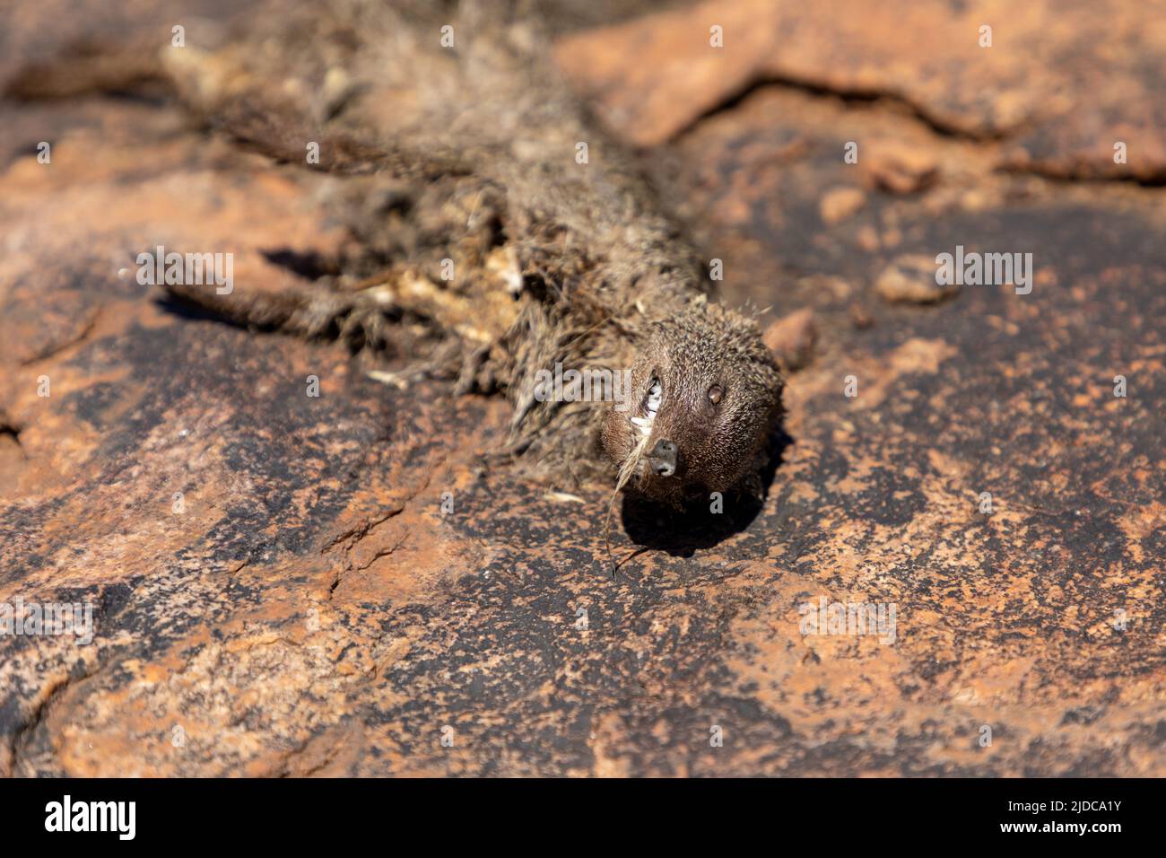 Selective focus on the head of a dead Ground Squirrel on brown granite rock. This squirrel is native to Southern Africa. Scientific name is Xerus Inau Stock Photo