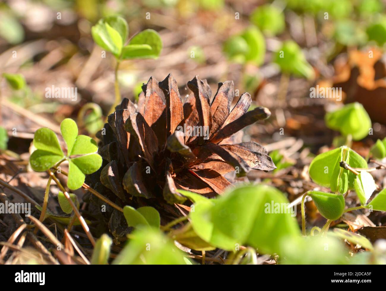 pine cone in a Pine Tree. Pinus. Isolated pine. Pine branch with cones isolated on light natural background Stock Photo