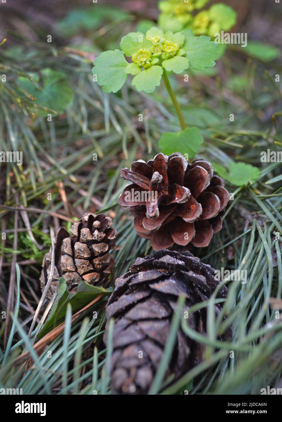 pine cone in a Pine Tree. Pinus. Isolated pine. Pine branch with cones isolated on light natural background Stock Photo