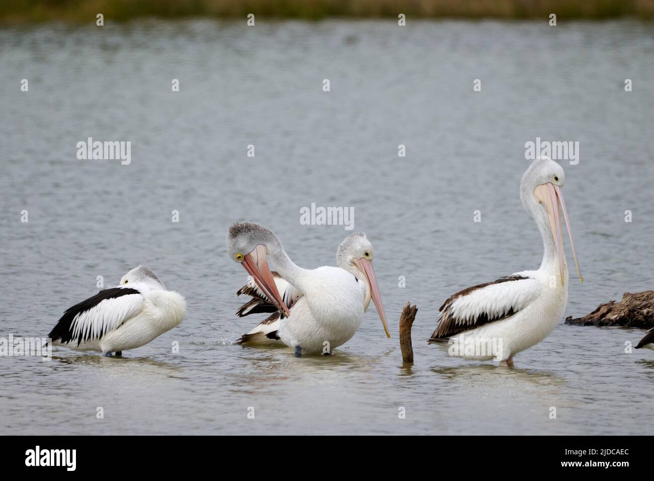 Four pelicans on the waters edge of a billabong in northwestern Victoria, Australia. Stock Photo