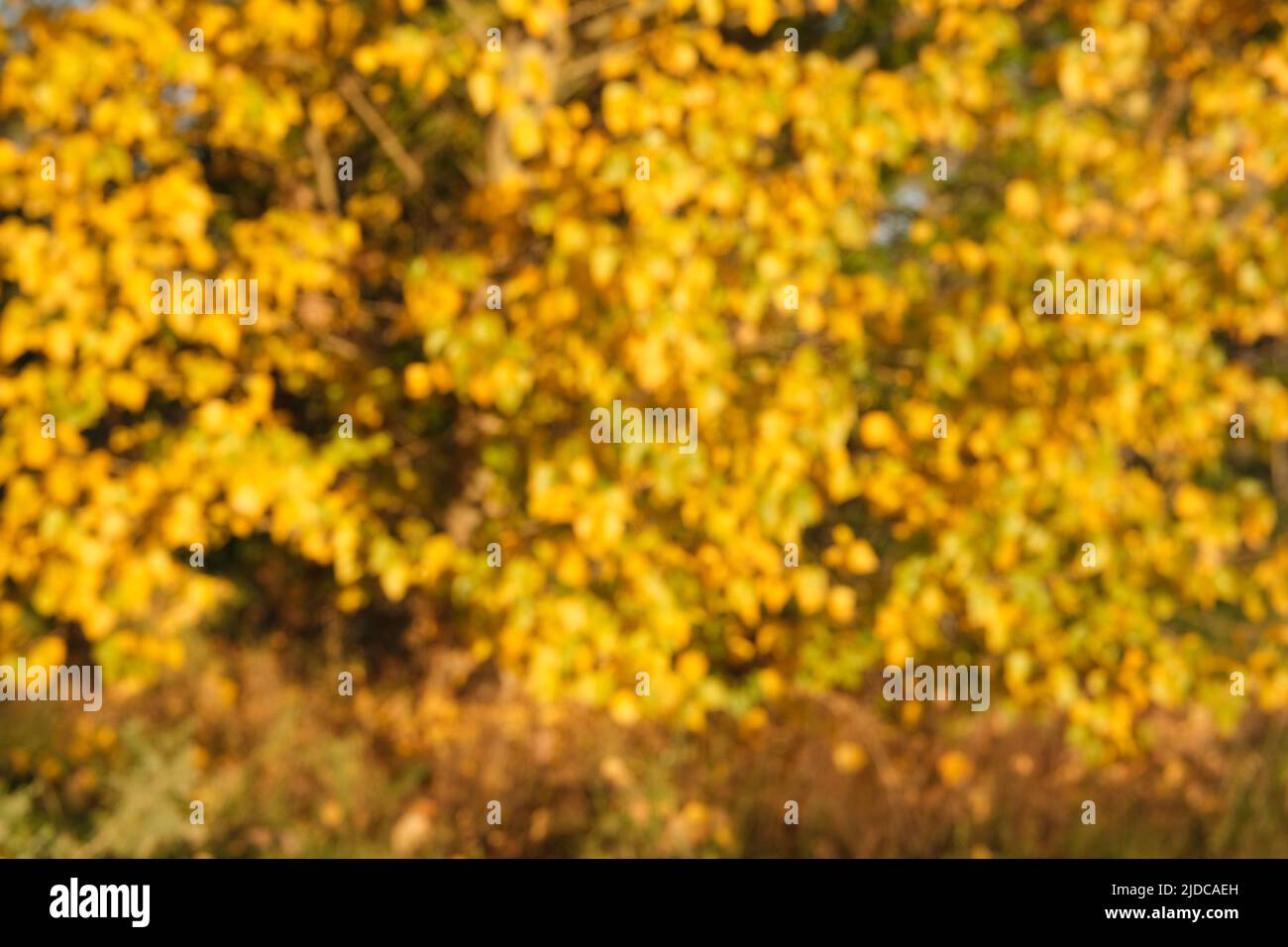 Common matchwoodPoplar tree, golden colour, out of focus for background use. Stock Photo