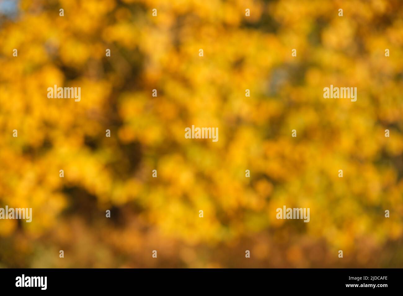 Section of yellow foliage, out of focus. Matchwood poplar tree growing in Victoria, Australia. Stock Photo