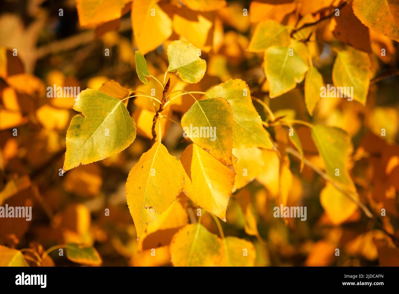 Closeup of a section of foliage on matchwood poplar tree turning from green foliage to bright golden yellow. Stock Photo