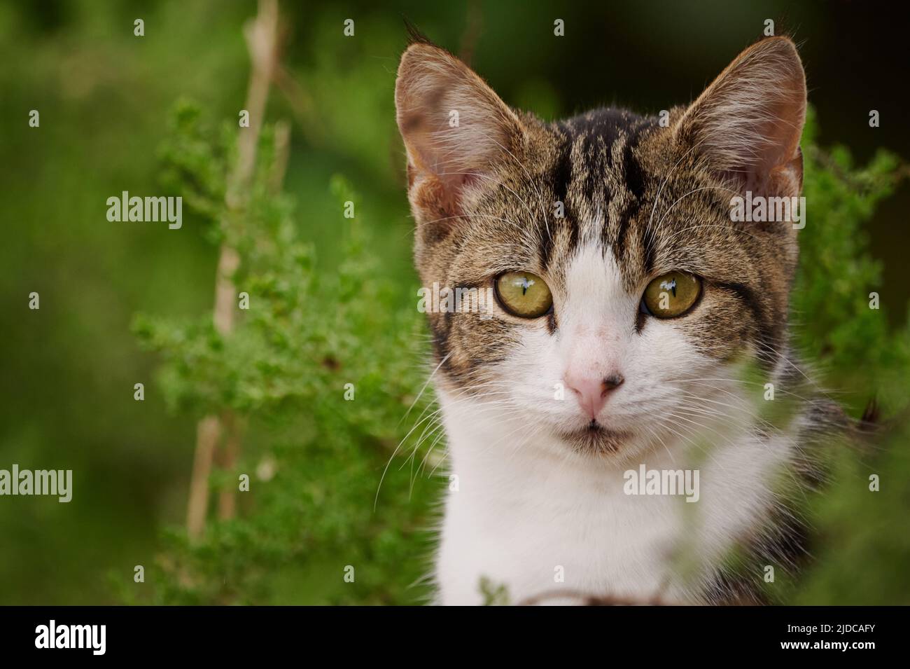 Cat, alert and looking for prey,  cclose up, selective focus of moggy while seated behind native bushes. Stock Photo