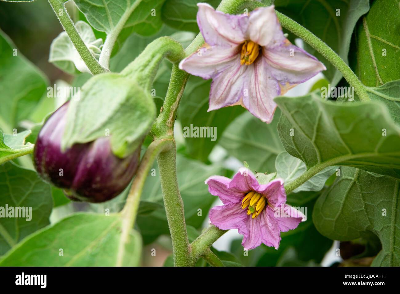 Closeup, showing three stages of development of Solanum melongena fruit. Fresh flower at bottom of frame, faded spent flower upper fram and newly set Stock Photo