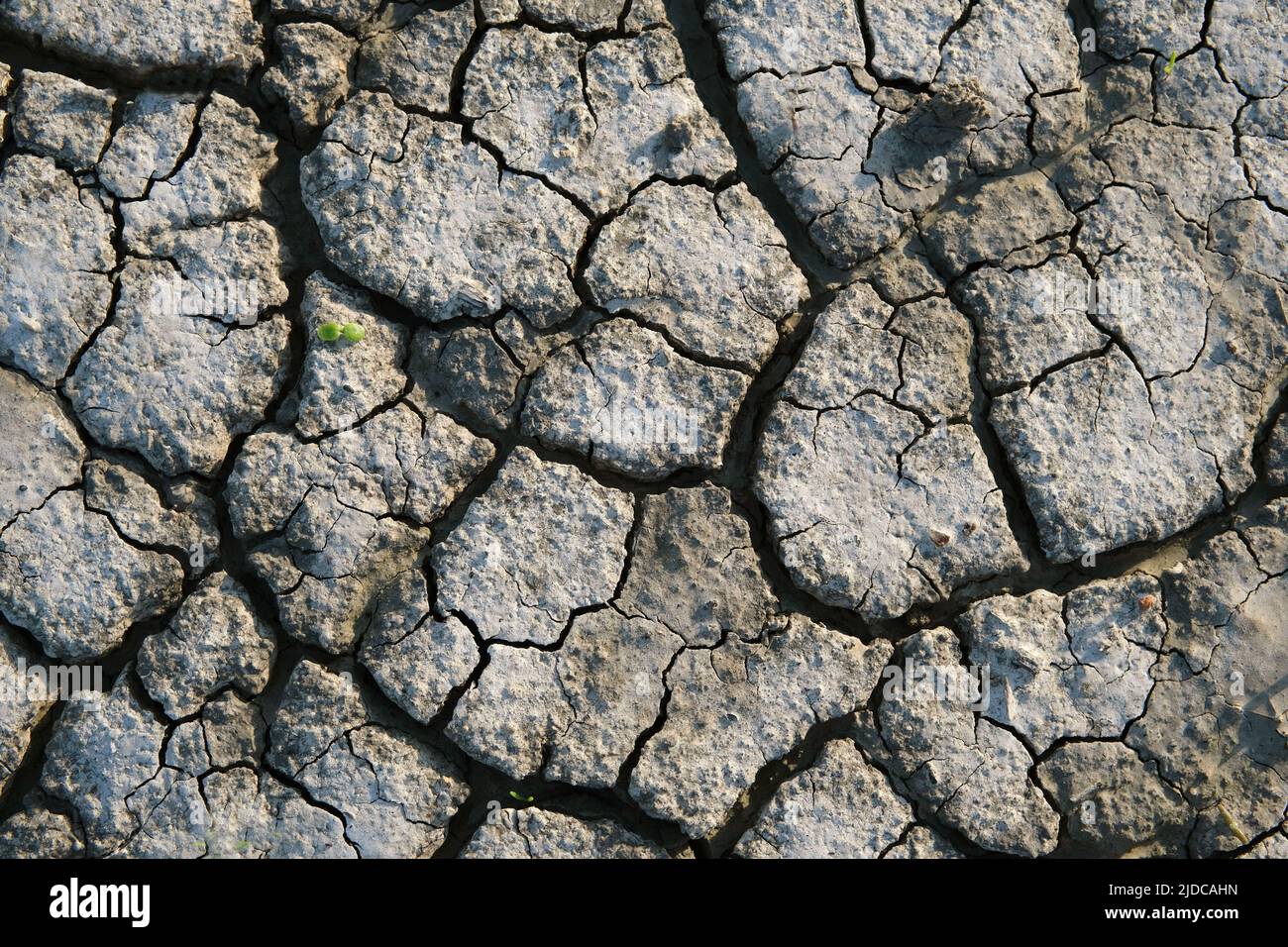 ,A tiny seedling emerges from drying cracked mud on a river flat near the Murray River. Stock Photo