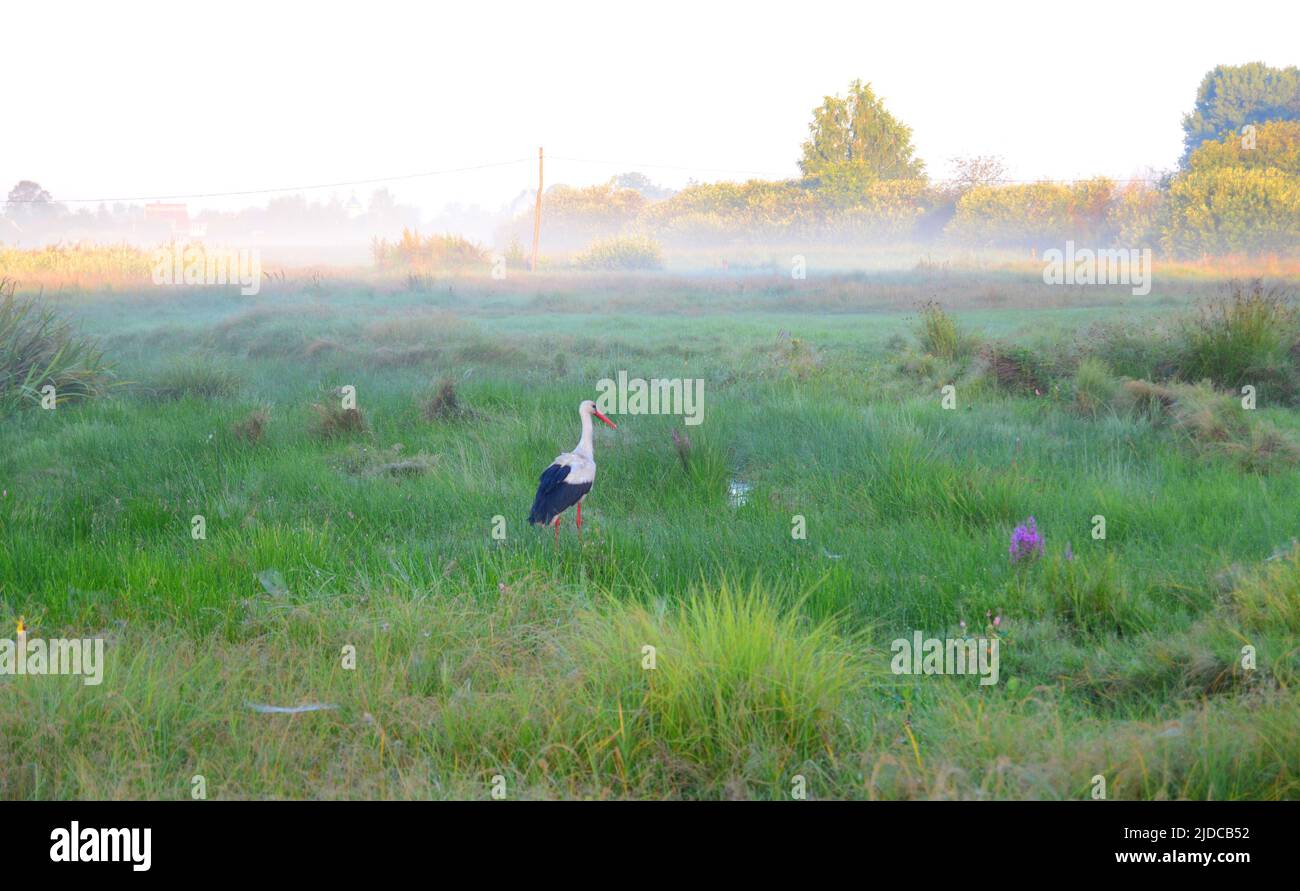 Stork on a field on a foggy morning in search of food. Stock Photo