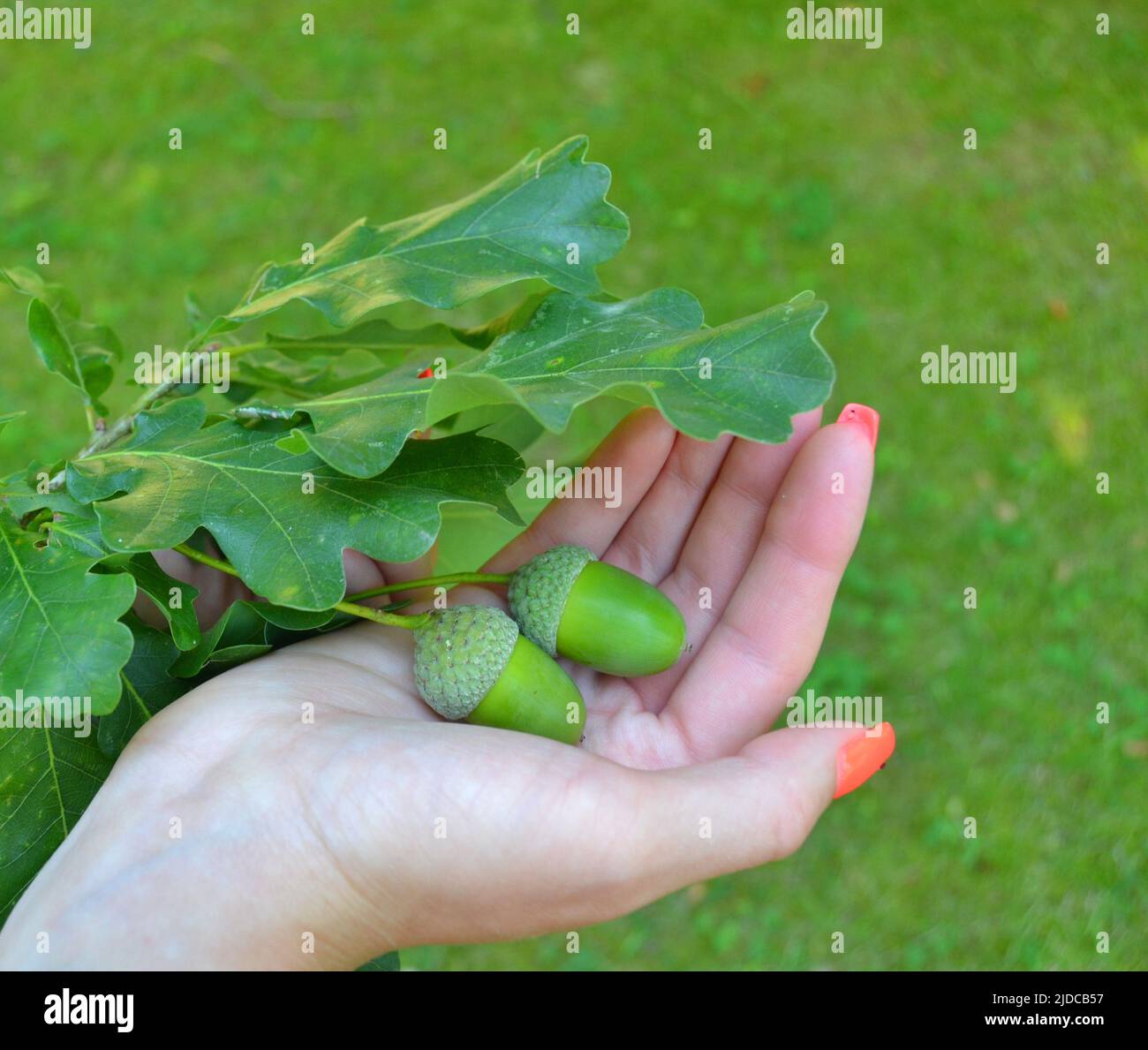 Acorn In Hand acorns in hand / bright green acorns in the middle of summer Stock ...