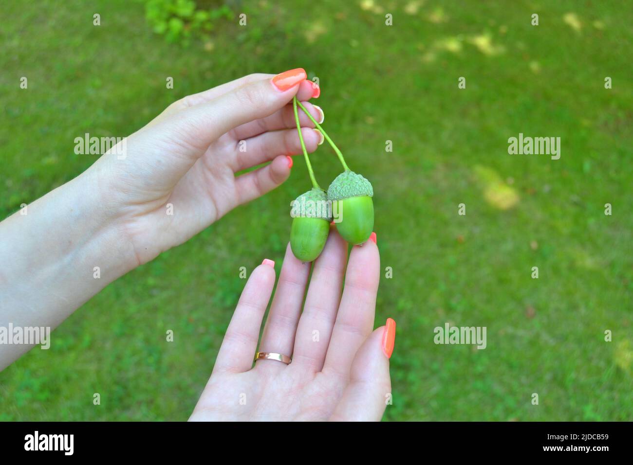 Acorn In Hand acorns in hand / bright green acorns in the middle of summer Stock ...