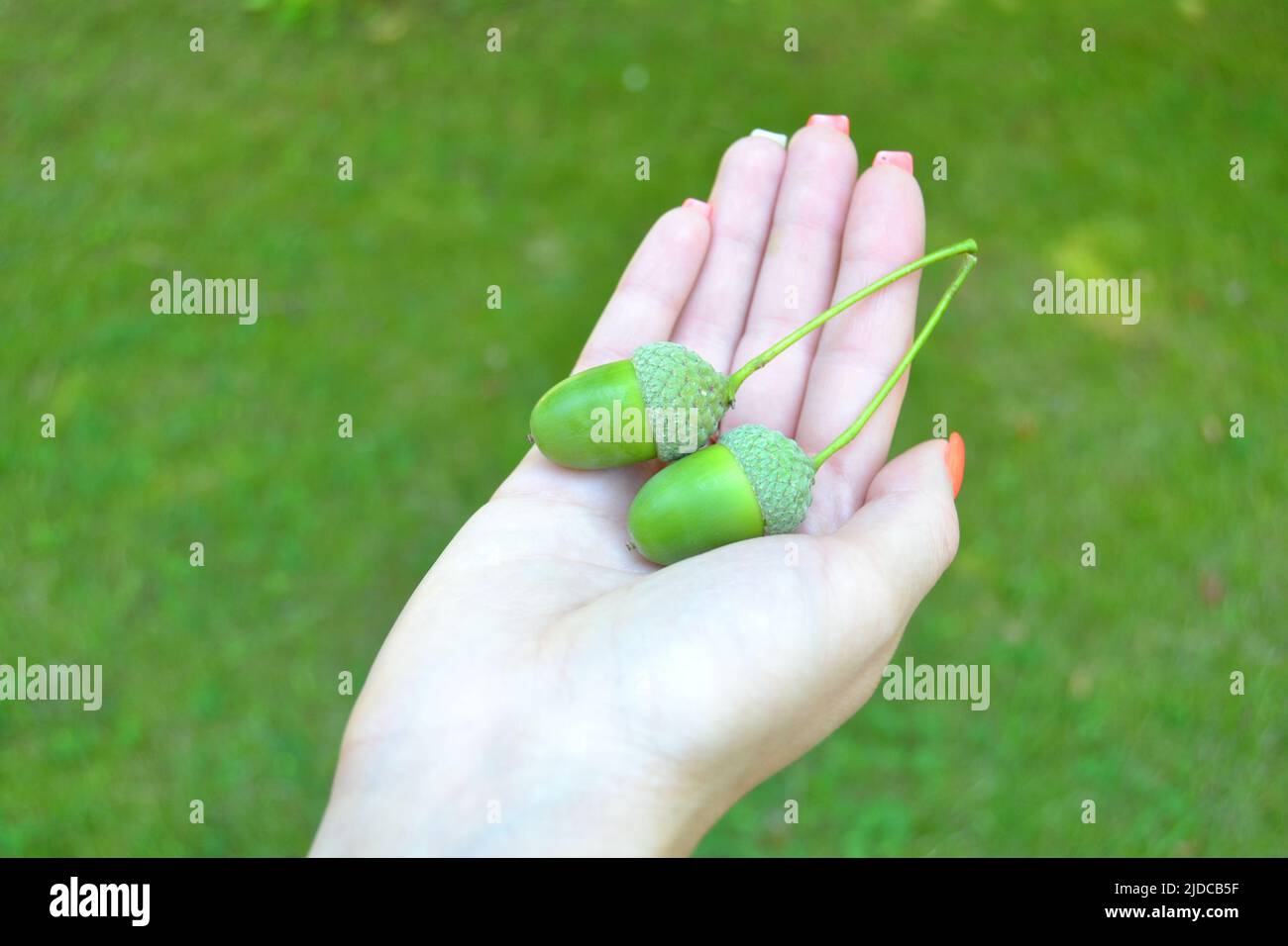 Acorn In Hand acorns in hand / bright green acorns in the middle of summer Stock ...
