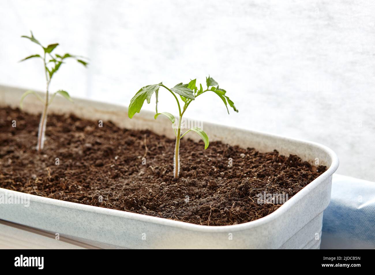 Tomato seedlings in plastic pots, closeup. Cultivation vegetables in ground indoors or greenhouse, selective focus Stock Photo