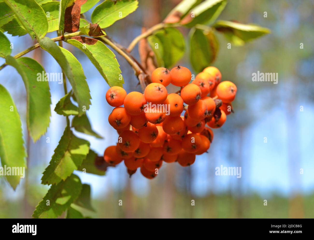 A branches of rowan with red berries banner. Autumn and natural background. Autumn banner with rowan berries and leaves. Copy space. High quality phot Stock Photo