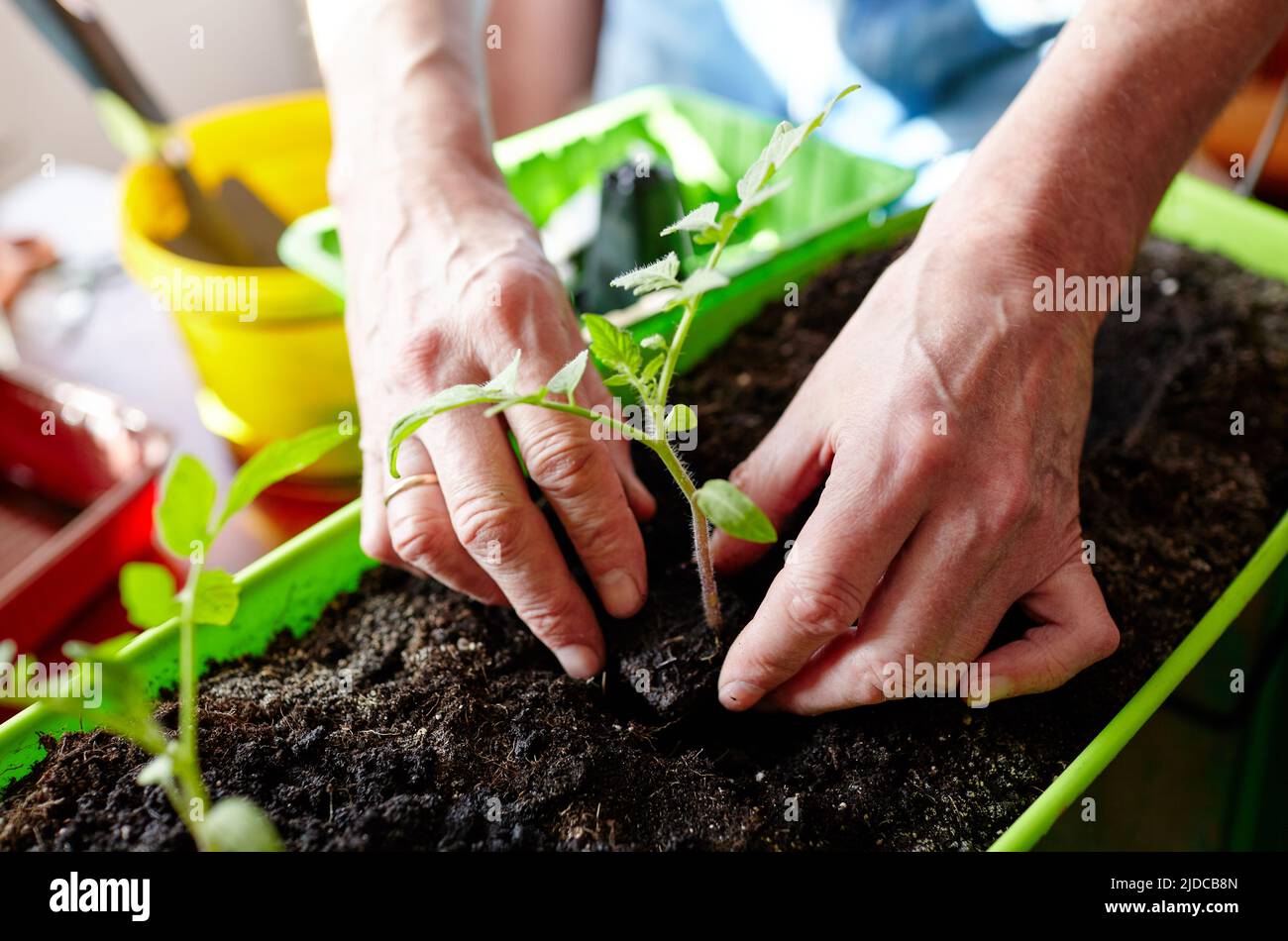 Men Spring Planting Image Old man gardening in home greenhouse. Men's hands planting tomato ...