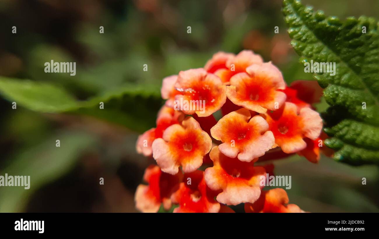 Close macro of red flowers Lantana camara (common lantana) is a species of flowering plant within the verbena family (Verbenaceae), native to the Amer Stock Photo