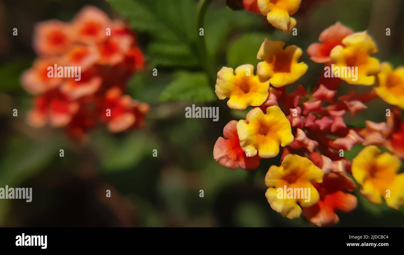 Close macro of red flowers Lantana camara (common lantana) is a species of flowering plant within the verbena family (Verbenaceae), native to the Amer Stock Photo